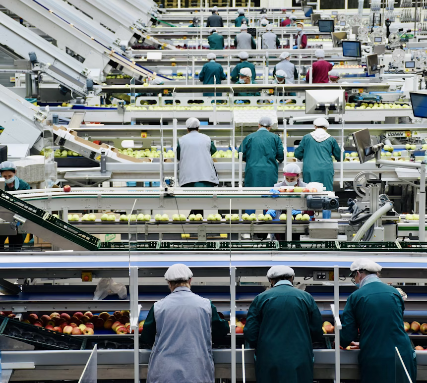 Proceso productivo en planta